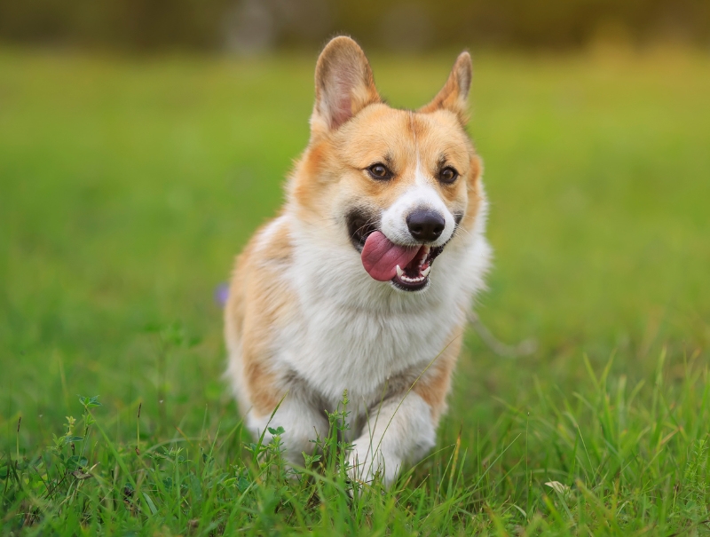 Honolulu Pet Hospital